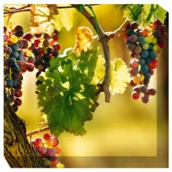 Promo 🔔 WEST OF THE WIND Agosto Outdoor Art 🌟