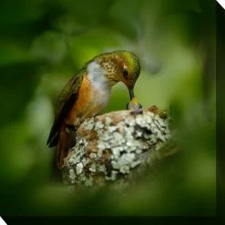 Best Pirce ⭐ West Of The Wind LLC Hummingbird Nest 👏